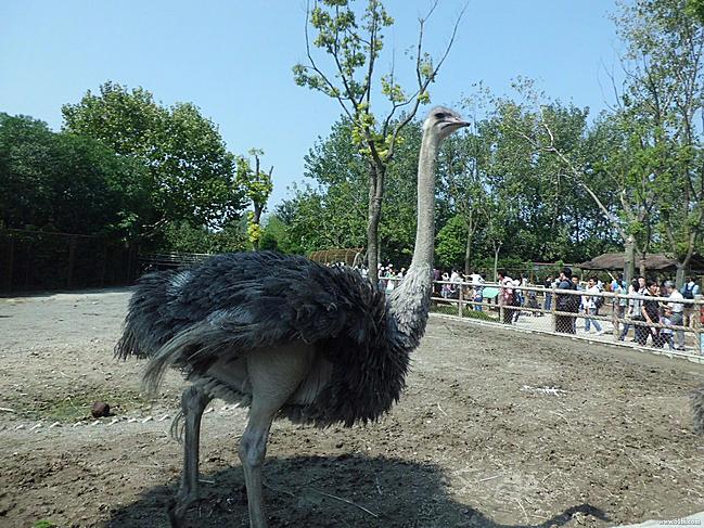 为了女儿而团的上海野生动物园门票,划算 - 美