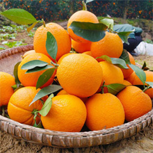 橙子脐橙水果甜橙子5斤装【已结束】