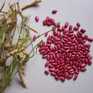 云南生态有机红芸豆 500克,不施化肥、不打农